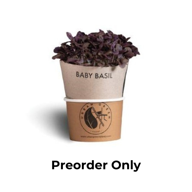 Baby Herbs - Purple Basil Punnet