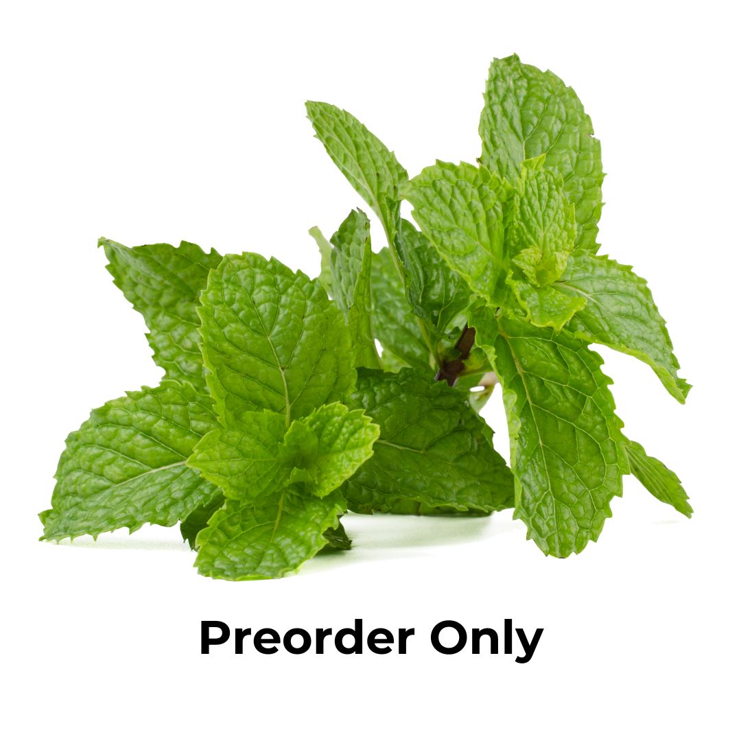 Herb Bunch - Mint