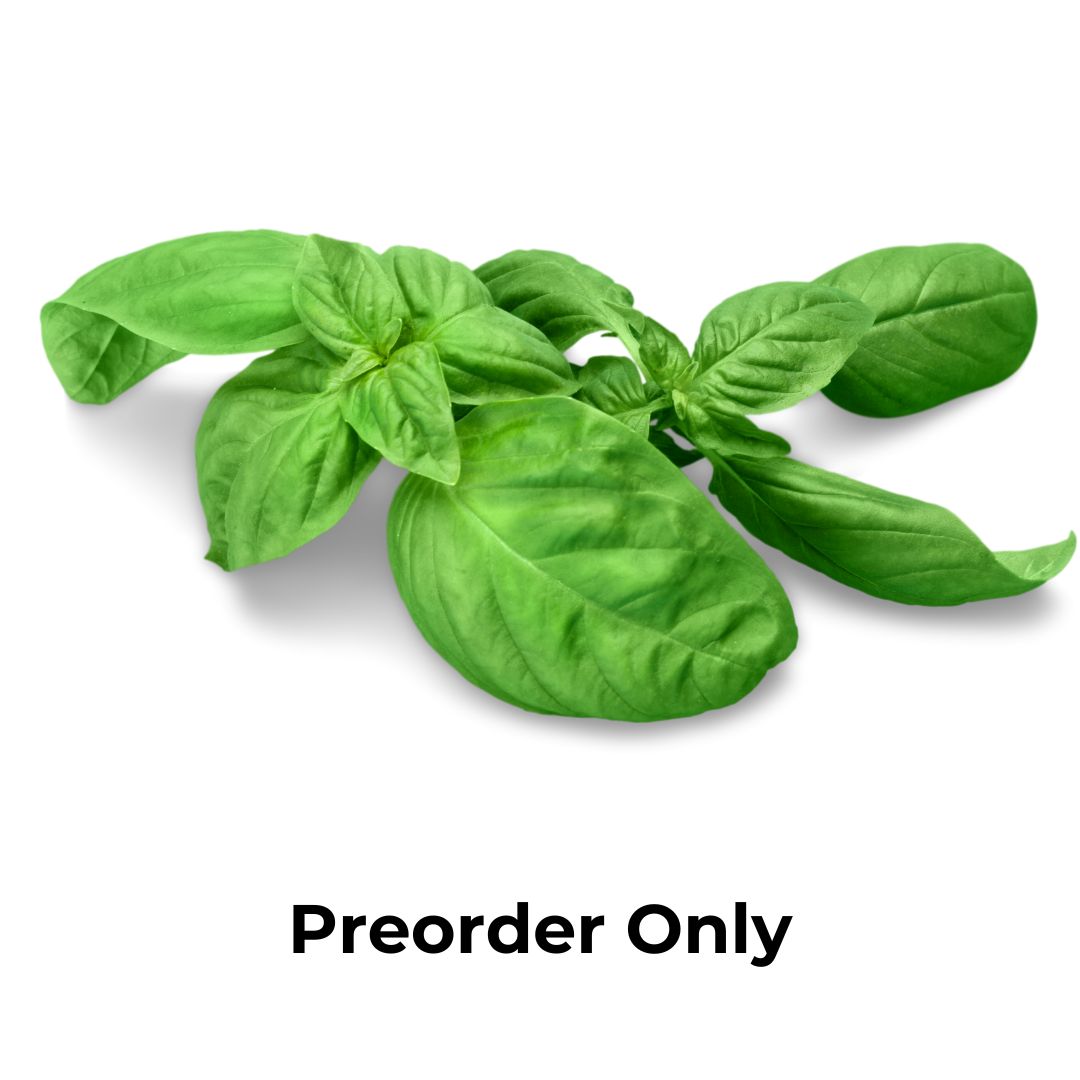 Herb Bunch - Basil