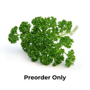 Herb Bunch - Curly Parsley