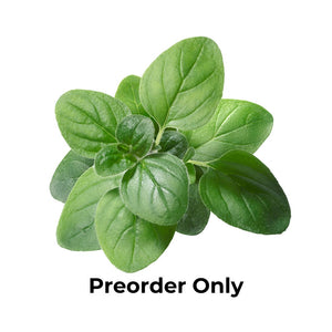 Herb Bunch - Oregano