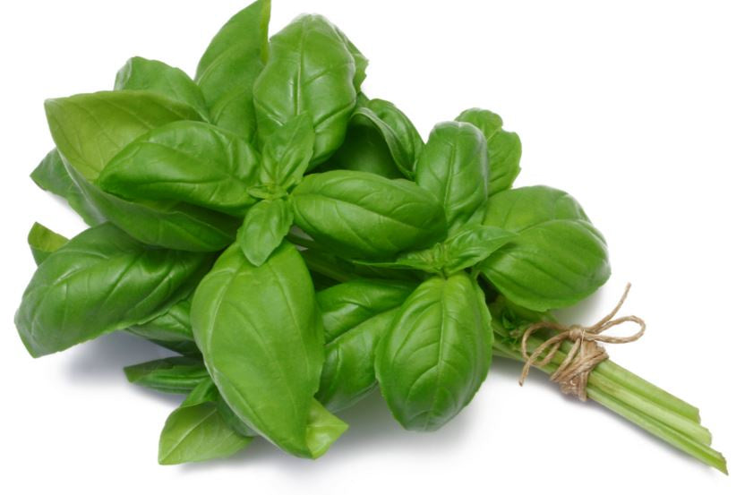 Herb Bunch - Basil