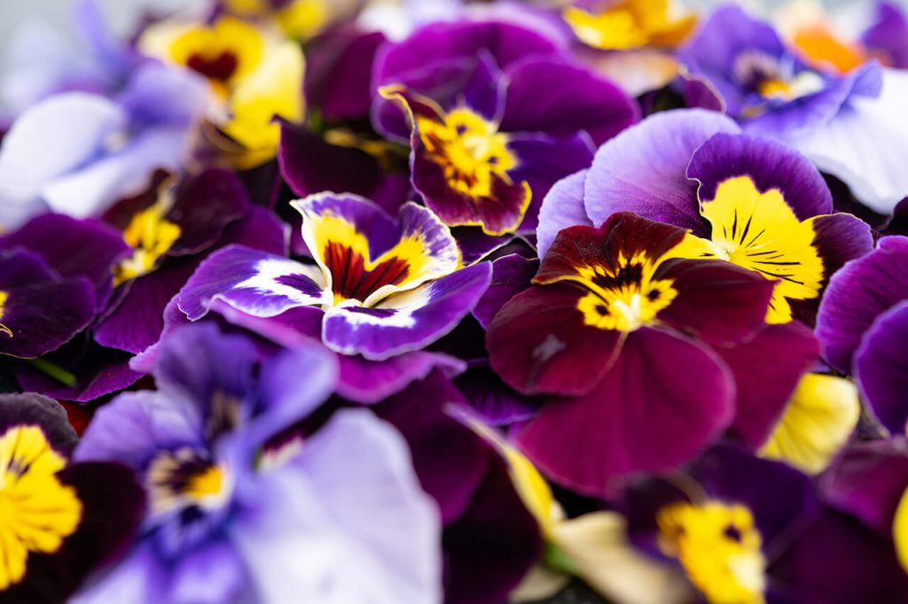 Fresh Edible Flowers / Punnet - Pansies