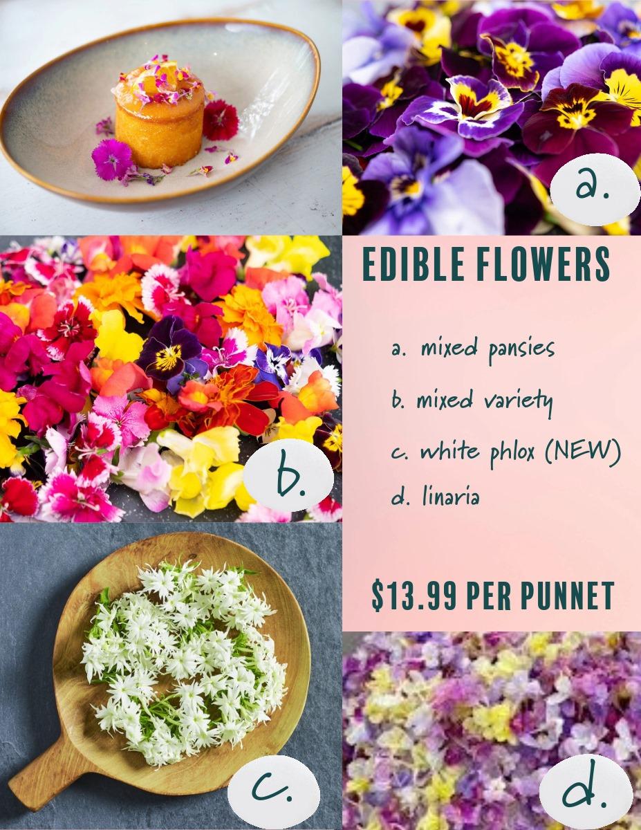 Fresh Edible Flowers / Punnet - Mixed Variety