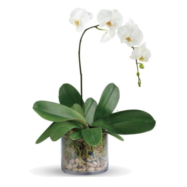 Living Plant Orchid