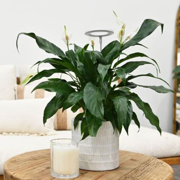 Living Plant Peace Lily